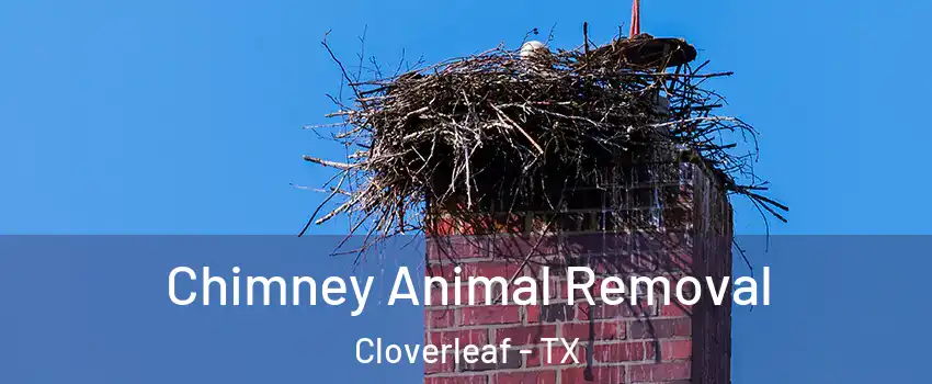  Chimney Animal Removal Cloverleaf - TX