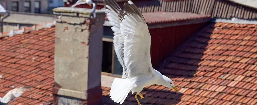 Residential Chimney Animal Removal Solution in Cloverleaf, TX