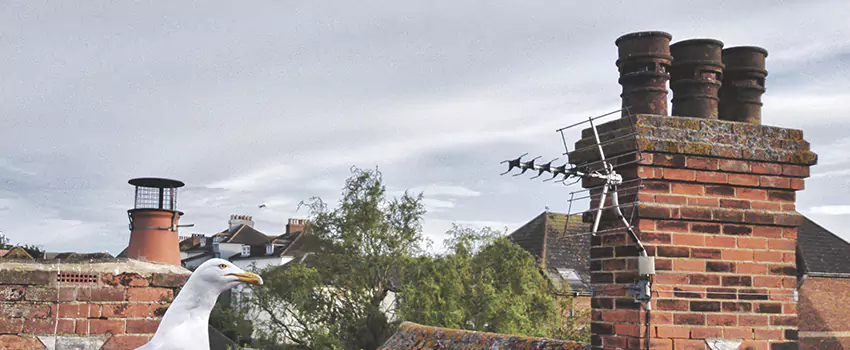 Chimney Cleaning And Restoration in Cloverleaf, Texas
